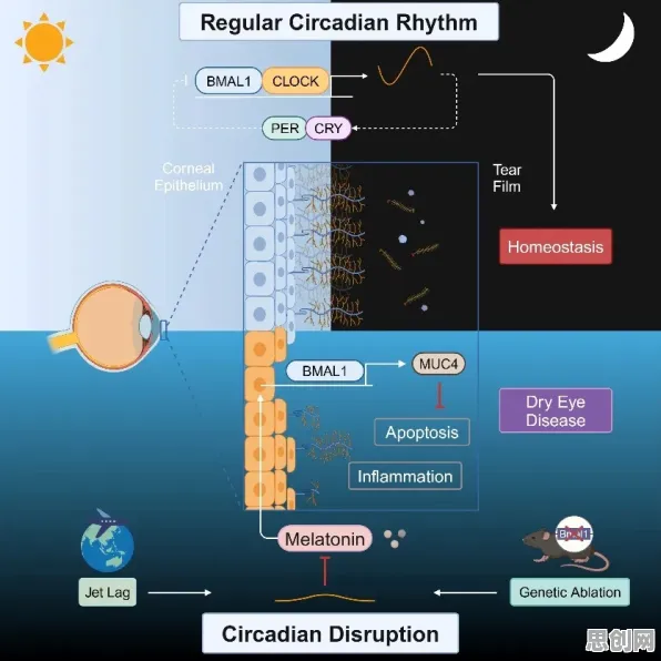 睡眠障碍人群激增背后的生物技术原理，对文明演进的启示