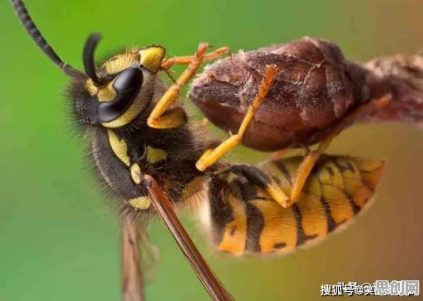 量子蜜蜂算法是什么？了解它才能看懂大模型技术爆发背后的逻辑