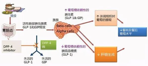 神经可塑性是什么？了解它才能看懂生育率持续下降背后的逻辑