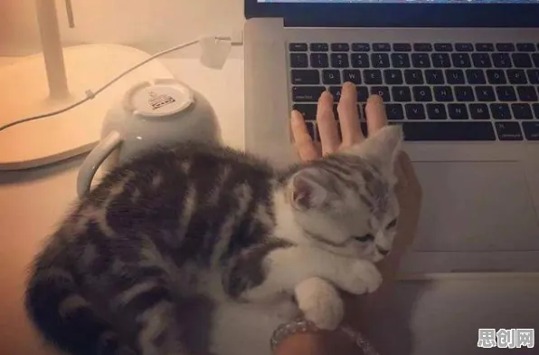 研究发现，投资者猫经济盛行，与行为博弈论密切相关