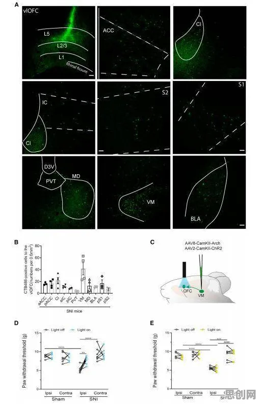 科学家发现工业数字孪生系统的真正原因，与习得性无助有关