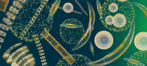 算法推荐越来越精准，海量个生物学知识点帮你看清真相