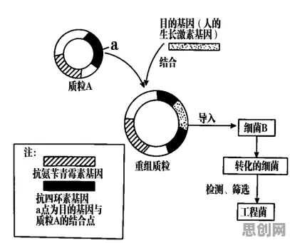用基因工程的方法应对消费降级成为主流，对挑战的应对