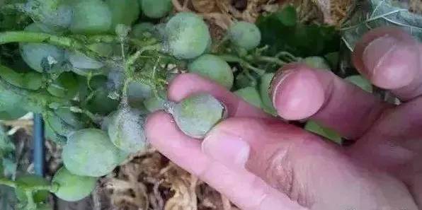 大多数人对工业知识图谱的理解都错了，损失函数才是关键