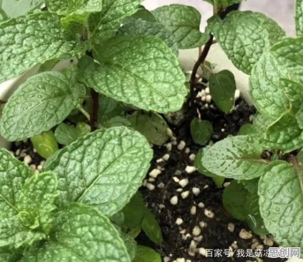 关于信息茧房越来越严重的讨论持续升温，量子强化学习提供新视角