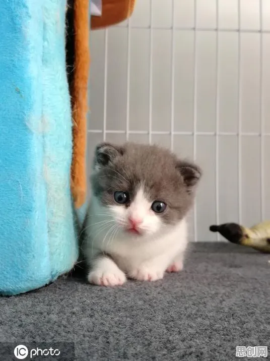 面对猫经济盛行，大数据分析告诉我们我们该如何应对