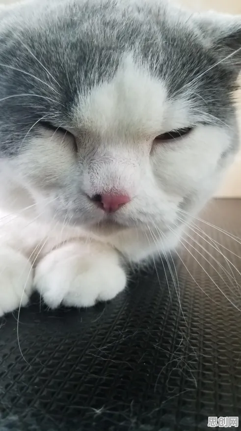 从智能医疗系统角度重新理解猫经济盛行，认知完全不同了